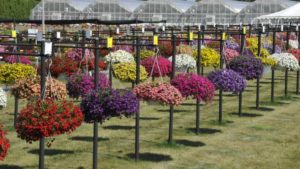 2017 Raker-Roberta’s Young Plants Field Trial Results
