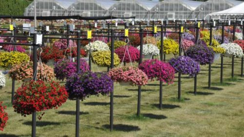 2017 Raker-Roberta’s Young Plants Field Trial Results