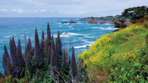 Floriculture’s Finest Plant Varieties Coming Soon to California Spring Trials 2019