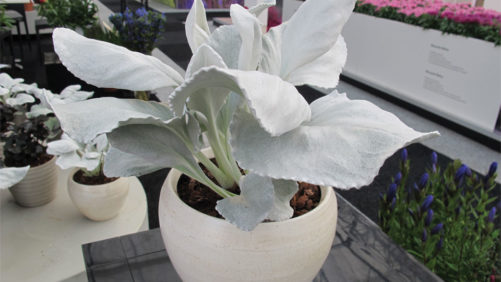 Which New Varieties and Crops Are Greenhouse Growers Adding in 2019?
