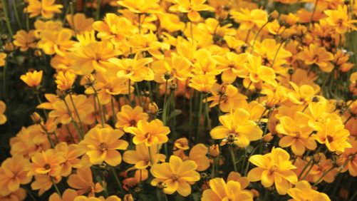 Danziger Adds Four New U.S. Rooted Cutting Stations