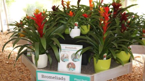 Top 100 Grower Costa Farms Buys Major Florida Bromeliad Producer