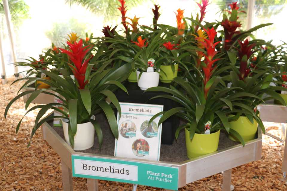 DeLeon's Bromeliads