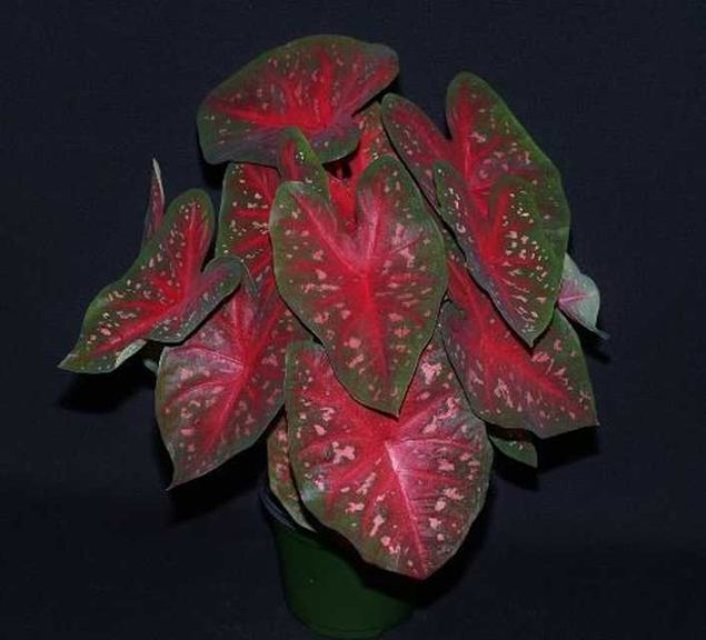 20 Colorful Foliage and Tropical Plants for Garden Interest - Greenhouse  Grower