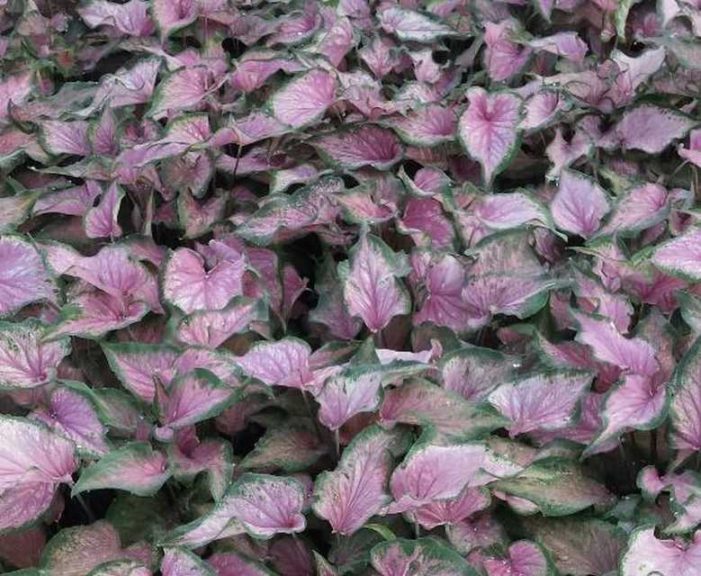 20 Colorful Foliage and Tropical Plants for Garden Interest - Greenhouse  Grower