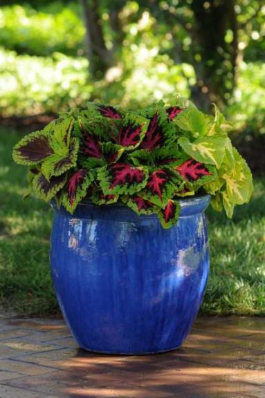 wogegen hilft rhododendron salbe Rhododendron Dünger flüssig 500ml - 10 L