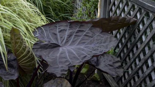 20 Colorful Foliage and Tropical Plants for Garden Interest