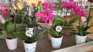 Costa Farms Hosting Winter Open House in January