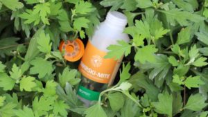 Dümmen Orange, Koppert Partner on Launch of New IPM System