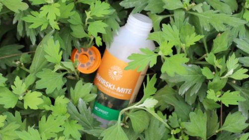 Dümmen Orange, Koppert Partner on Launch of New IPM System