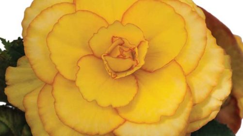 PanAmerican Seed Buys Begonia Product Line From Golden State Bulb Growers