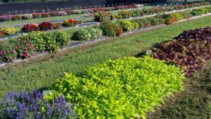 2017 Texas A&M University Field Trial Results
