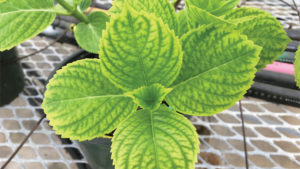 How pH and EC Monitoring Can Help You Manage Nutrition in the Greenhouse