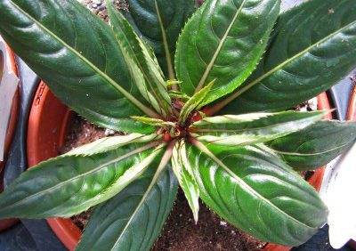 Plan Ahead for Spring Season in the Greenhouse by Following These Five Tips