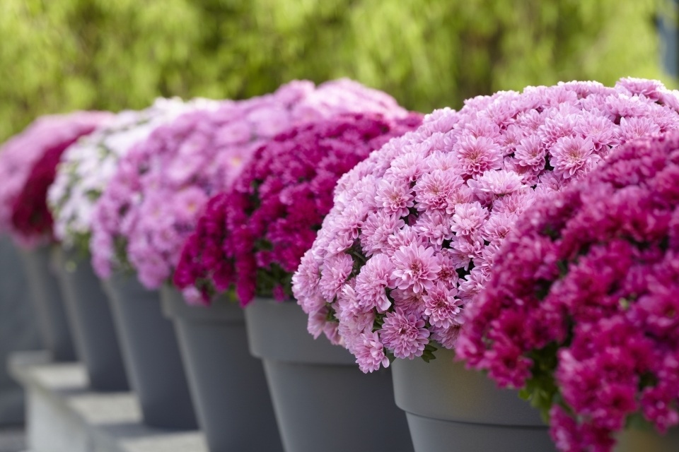 Northeasr Greenhouse Conference