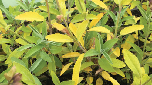 Why EC Monitoring is Crucial in Controlled Environment Farming