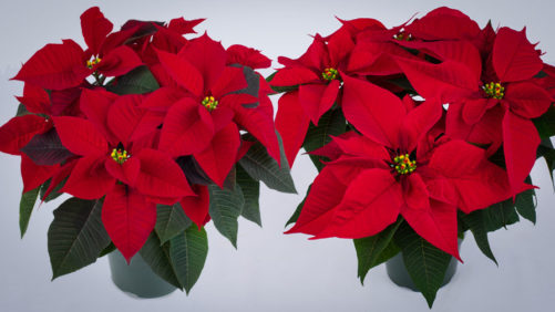 Syngenta Flowers, Beekenkamp Partner on Poinsettia Portfolios