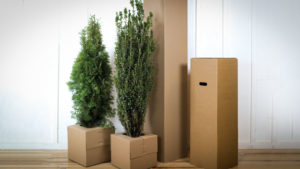 How You Can Tackle Online Plant Sales