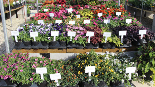 How the Floriculture Industry Can Make the Most of Mother’s Day This Year