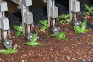 Plug Planter (Bouldin and Lawson)