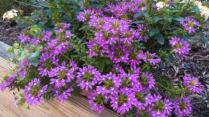 2017 Pike Creek Horticulture Center Field Trials Results