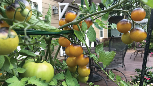 Why Growers Should Not Market Their Plants, But the Solutions They Provide