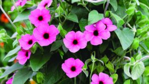 Stand-Out New Varieties That Keep  D.S. Cole Growers Competitive