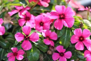 2018 Industry Choice Winner: Vinca Tattoo Series (Syngenta Flowers)