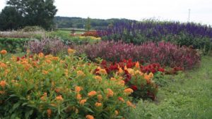 2017 University of Wisconsin Field Trial Results