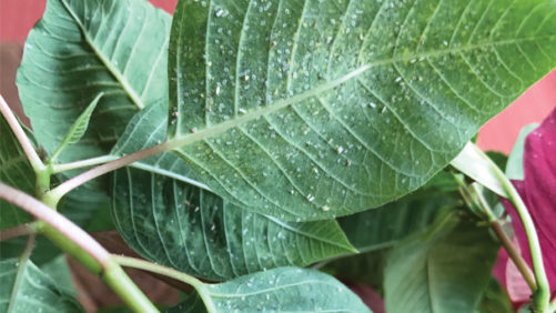 Train Your Spanish-Speaking Greenhouse Workers With These Materials