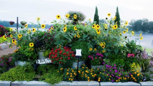 2017 Young’s Plant Field Trials Results