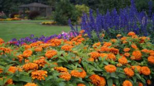 2017 University of Minnesota Field Trials Results