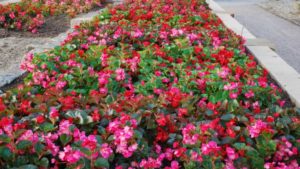 2017 Oklahoma State University Field Trials Results