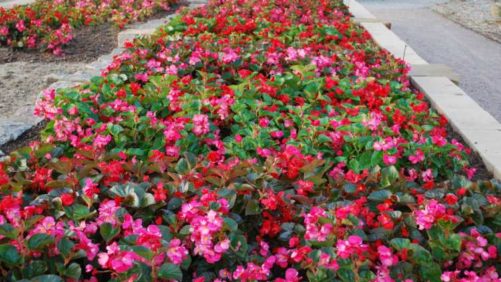 2017 Oklahoma State University Field Trials Results