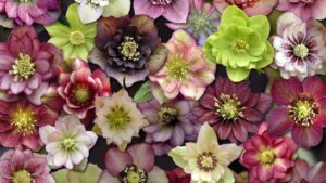 Sunshine Farm & Gardens to Supply Plants for Beijing Olympics