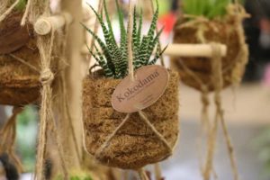 Kokedama