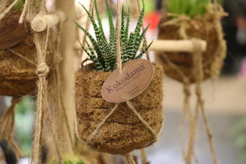 Kokedama