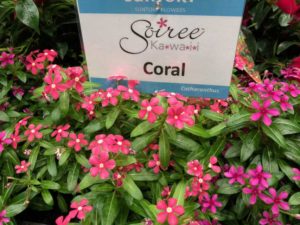 Miniature vinca ‘Soiree’ (Sun-Fire Nurseries/Suntory)