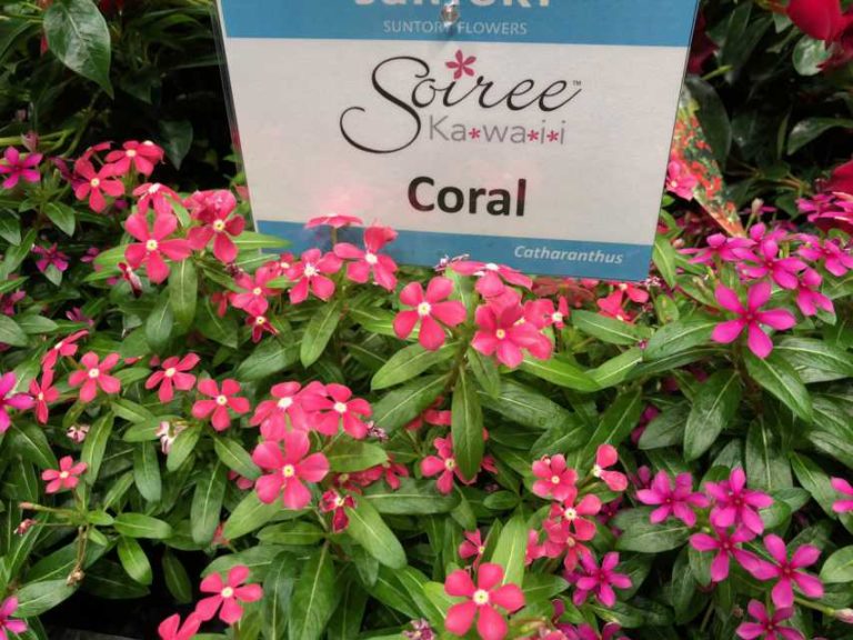Miniature vinca ‘Soiree’ (Sun-Fire Nurseries/Suntory)
