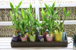 Miniatures