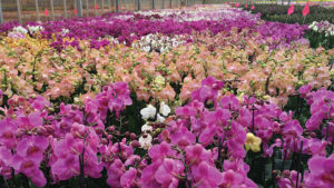 International Orchid Show Makes Triumphant Return