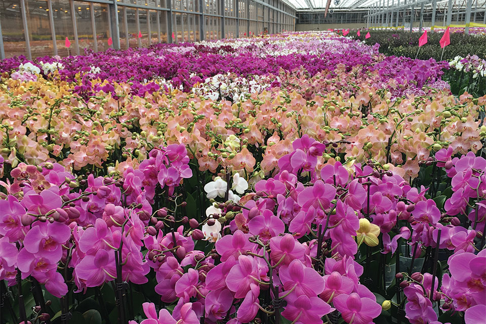 Orchids-at-Green-Circle-Growers