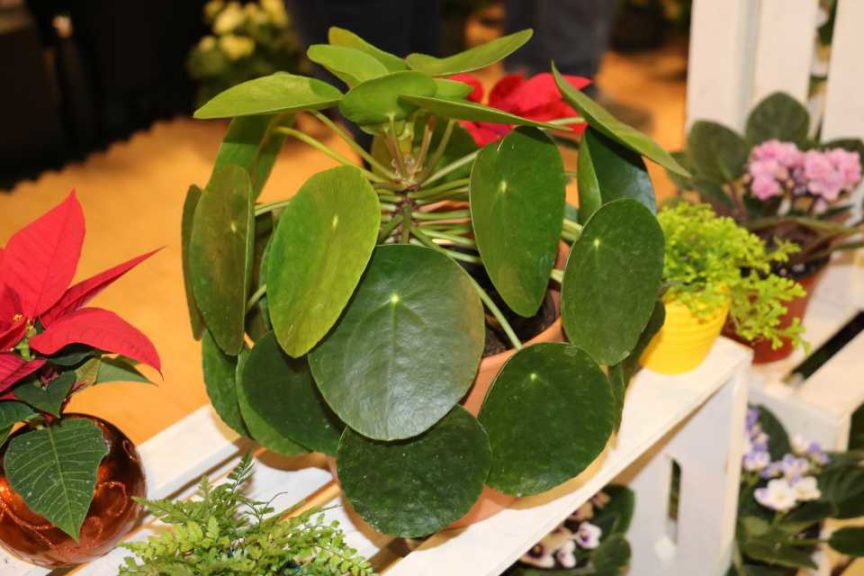 Pilea peperomioides