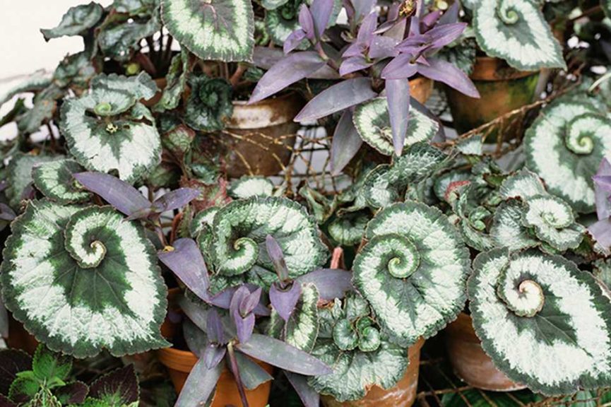 6. Plants With Patterns