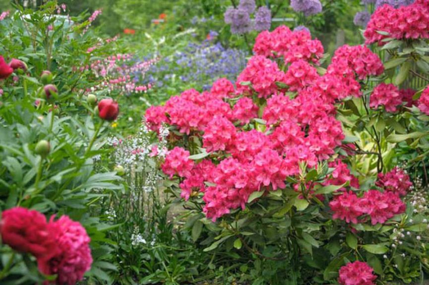 1. Roses and Rhododendrons Renaissance