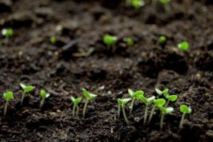 4. Soil Matters