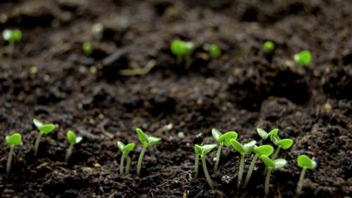 AMVAC and NewLeaf Symbiotics Partner to Bring New Biological Solutions to Growers