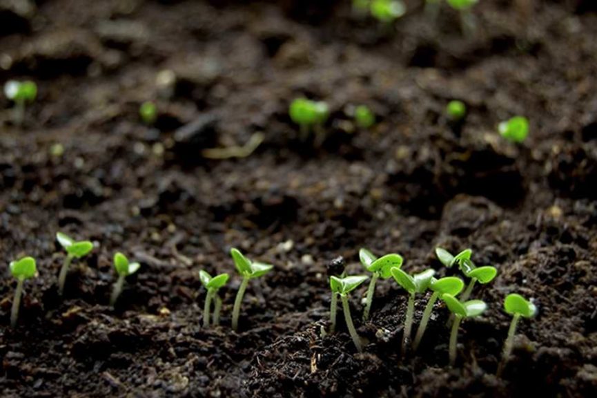 4. Soil Matters