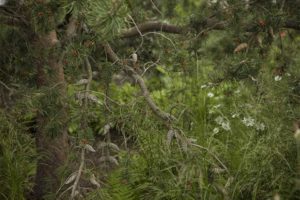 3. Pitch-Perfect Pines