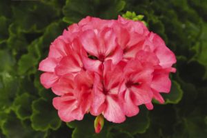 Interspecific Geranium ‘Big Eeze Flamingo’ (Dümmen Orange)